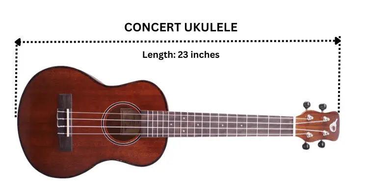 What's the Difference Between Concert and Soprano Ukulele?